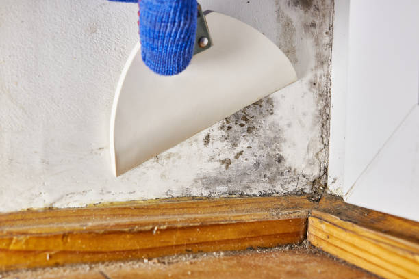 Best Black Mold Removal  in Ashland, OR