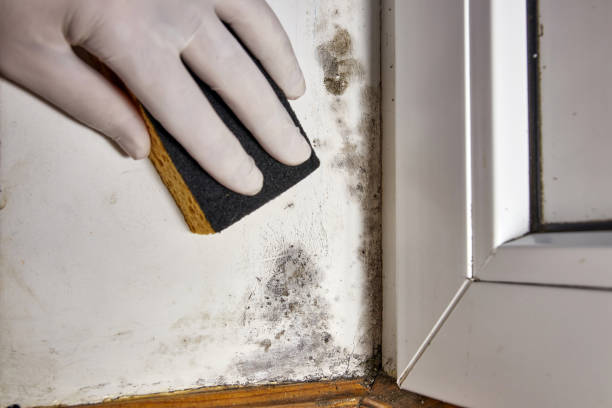 Best Basement Mold Removal  in Ashland, OR